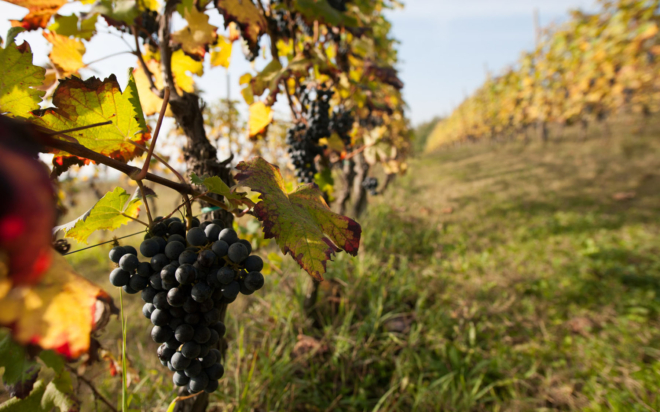 Weinkellerei Cobue (10)